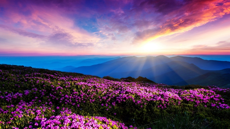 aky, purple, flowers, blossoms, clouds, landscape