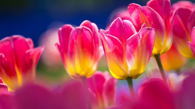 stems, yellow, pink, petals
