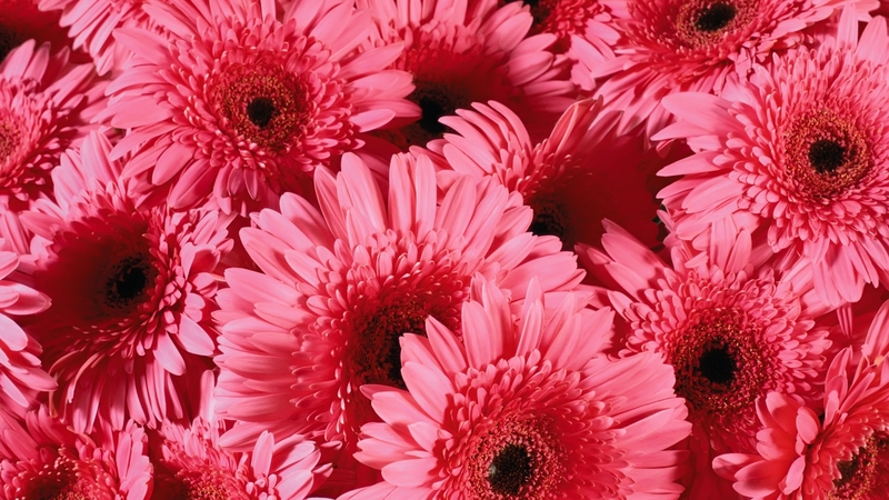 petals, flowers, daisies, pink