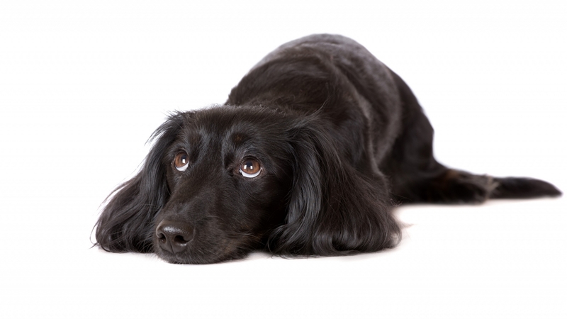 cute, caine, black, white, dachshund, puppy, dog, animal