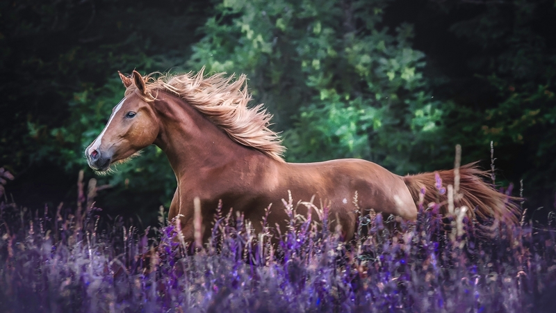 gallop, horse, animal, meadow