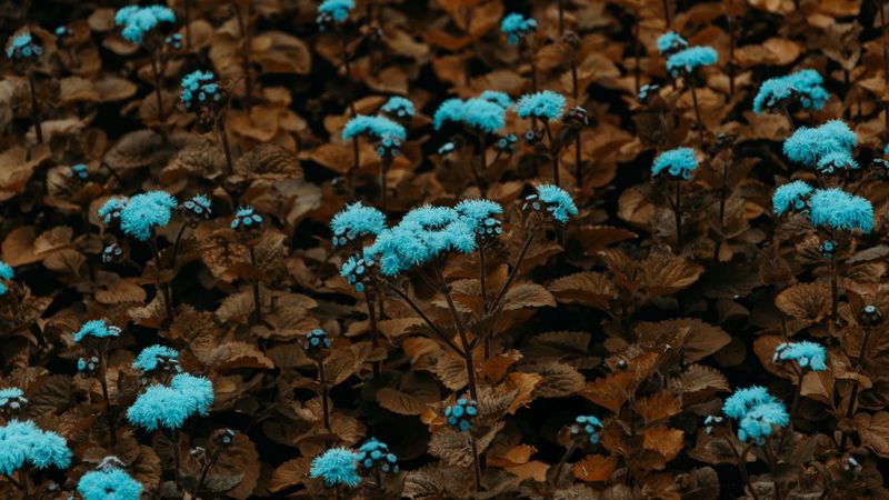 flowers, plant, blue, bloom, garden, 4k