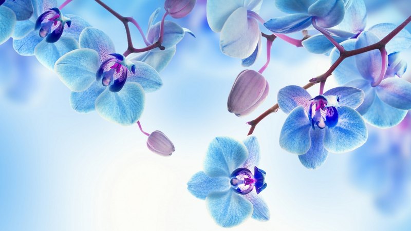 purple, orchid, flower, white, blue