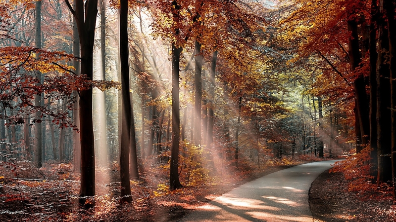 forest, path, nature, trees, flora, landscape