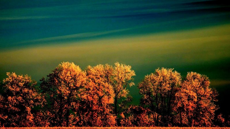 nature, trees, sky, field, winter, frost