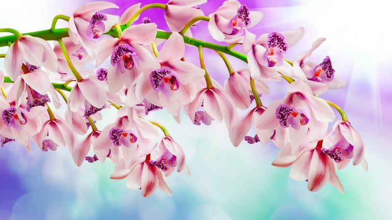 pretty, orchids, lovely, background, flowers, beautiful, branch, pink