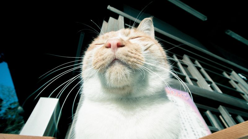 cat, muzzle, happy, rest, 4k
