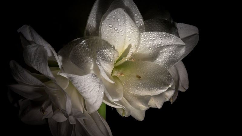 amaryllis, bold, vibrant, bright, spring bloom flowers, multicolor flowers, colorful, vivid, white amaryllis light painting, delicate, foto rabe