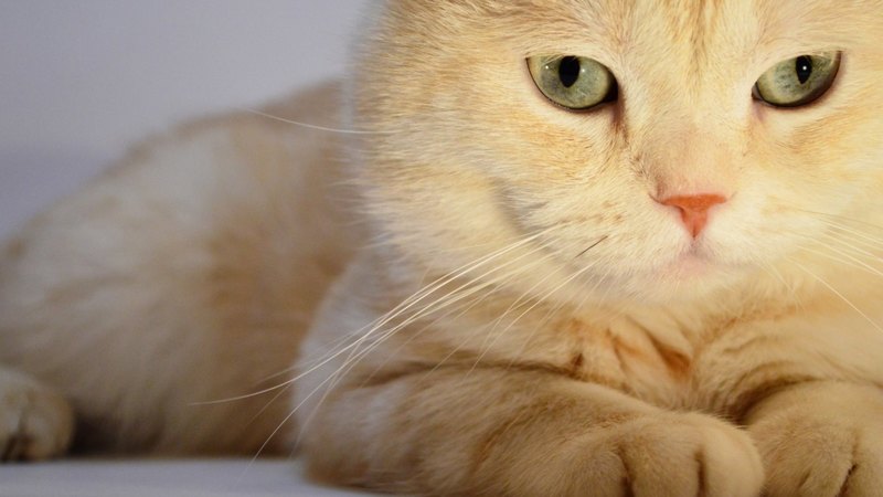 feline, cat, kitten, eye
