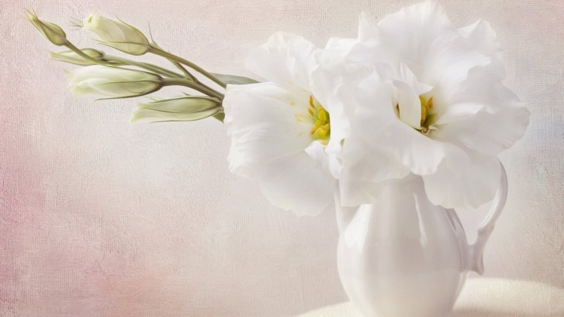 white pitcher, white flowers, flowers, nature, white vase