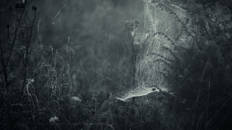 spiderweb, fog, bw, weaving, grass, 4k