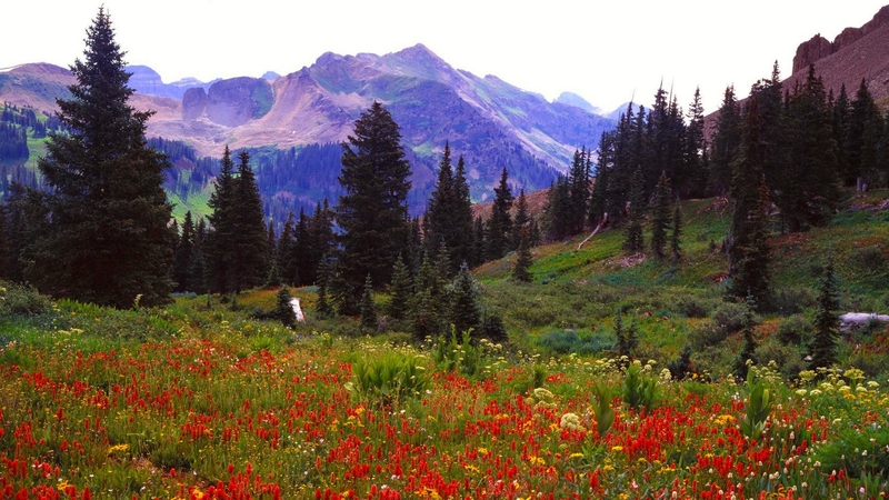 hills, pretty, rocks, lovely, grass, beautiful, spring, sky, mountain, colorado, wildflowers, summer, meadow