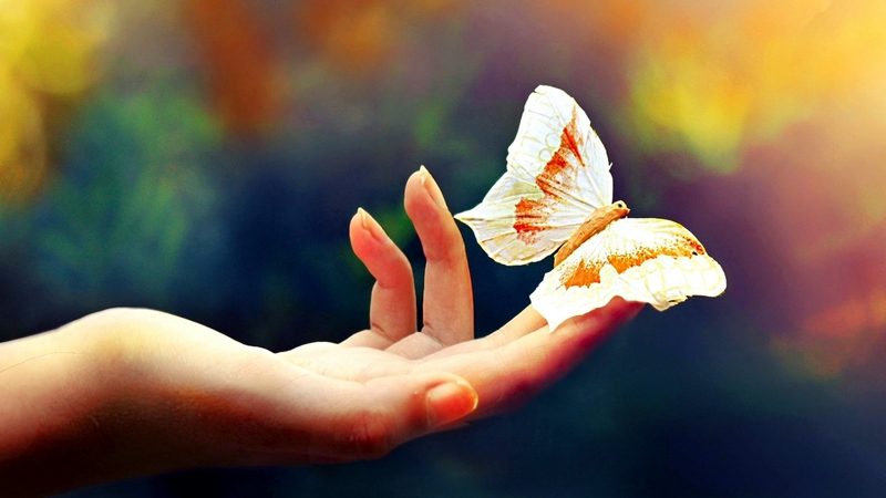 butterlfies, small, wings, animals
