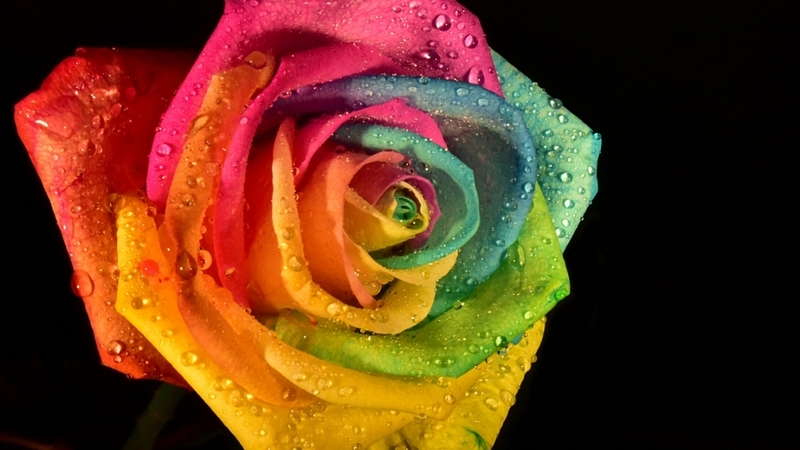 flower, beautiful, rose, macro