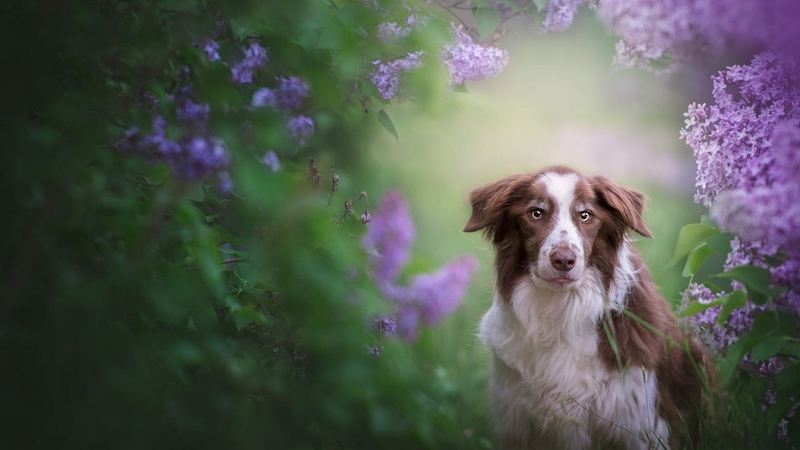 animal, garden, flowers, dog