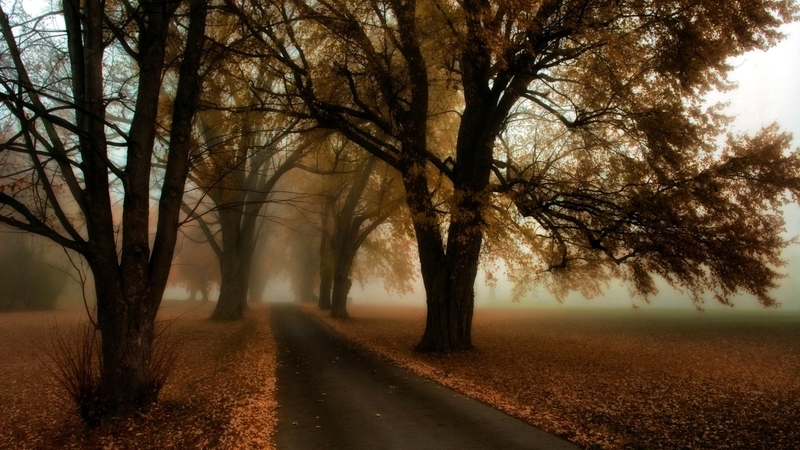 forest, tree, trees, autumn