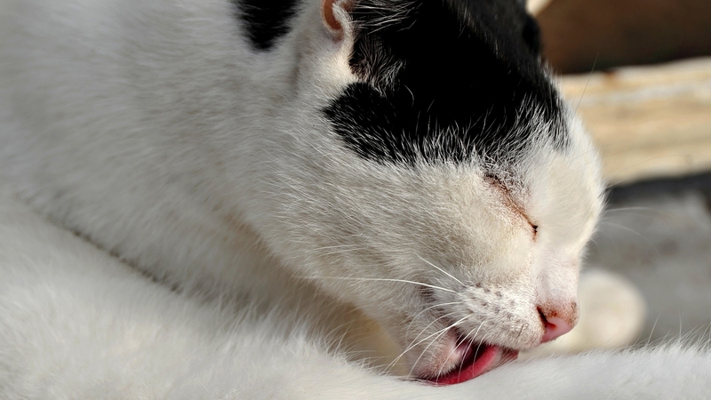 felines, lick, cats, animals, licking