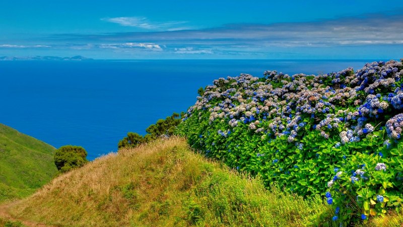 photo, hydrangea, lovely, view, grass, sky, sea, flowers, horizons, island, landscape, coast, blue