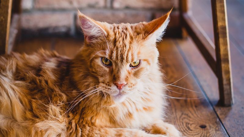 cat, fluffy, ginger cat, lying, 4k