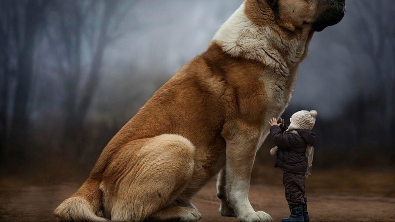 child, funny, artwork, dog