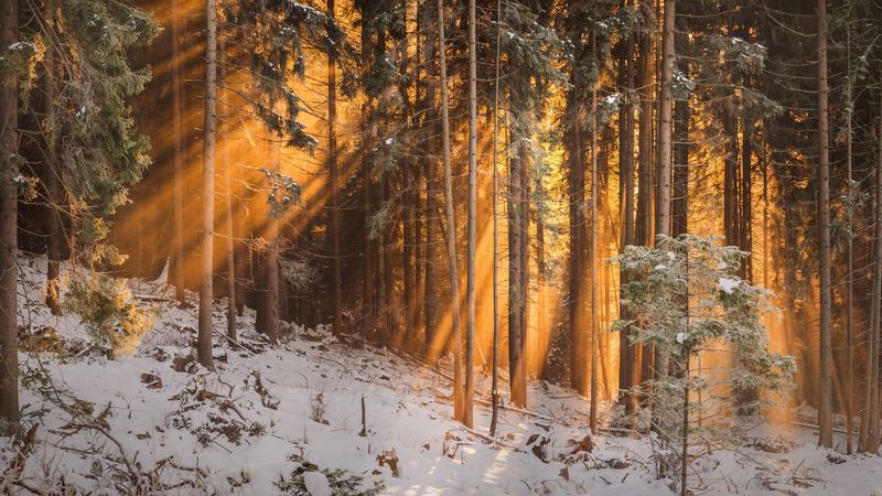 forest, winter, trees, sunlight, 4k