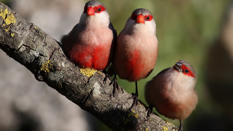 pasari, red, cute, bird