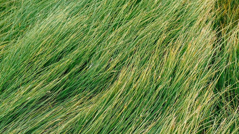 grass, green, wind, 4k