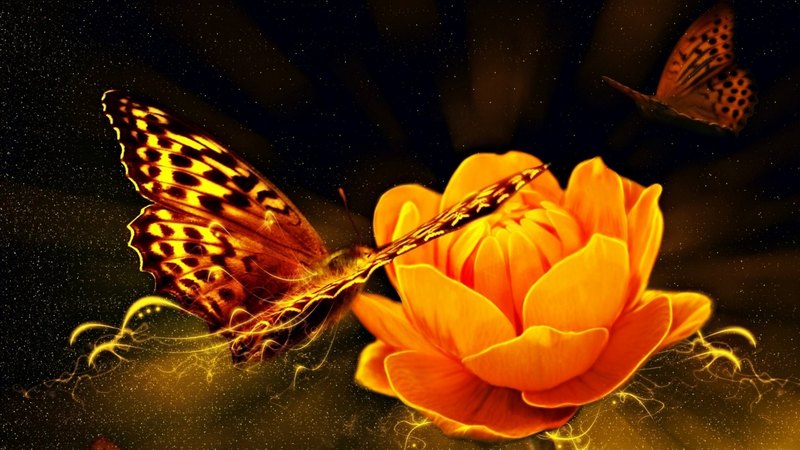 fantasy, butterfly, orange, dark, flower, black, magical