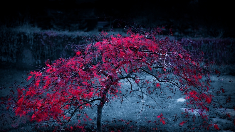 autum, digital, photo, tree