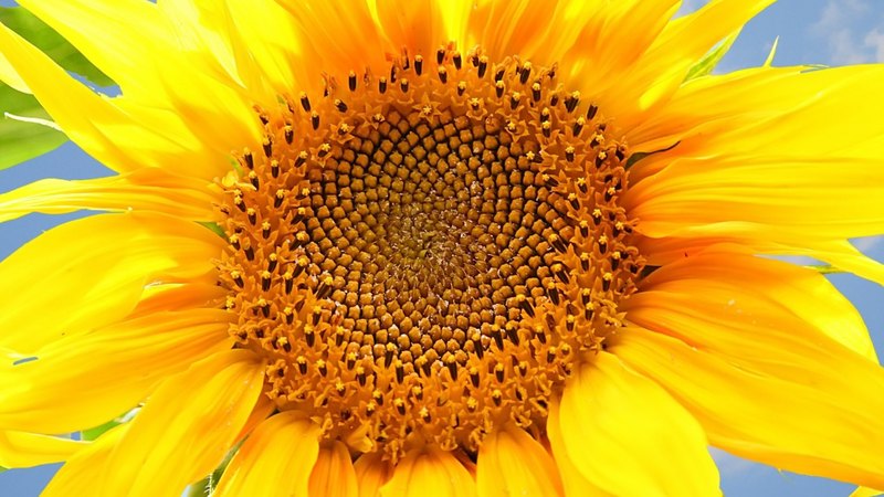 one sunflower, sunflowers, yellow flowers, flowers, nature