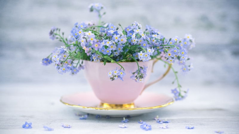 green, flower, cup, white, forget me not, blue