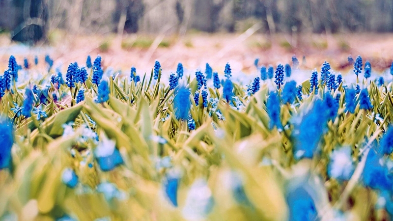 pretty, spring, flowers, blue, nature