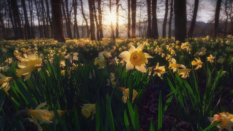 flower, yellow, tree, sun