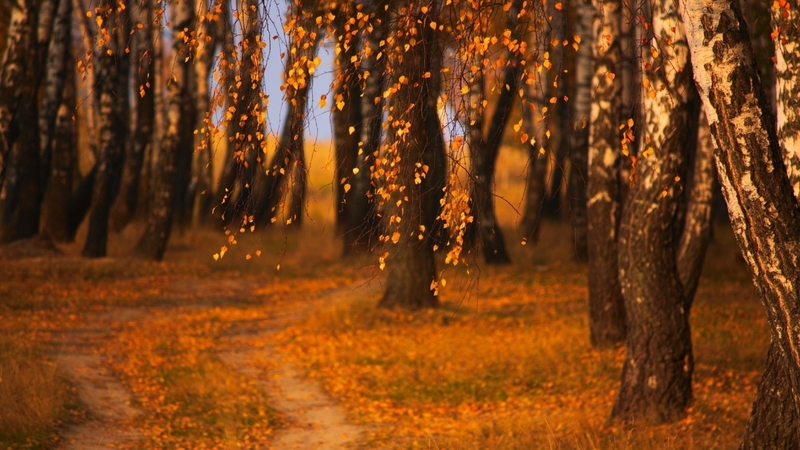 autumn, nature, leaves, trees