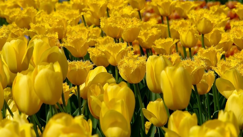 bunch, yellow, day, nature, petals, tulips, stem, field
