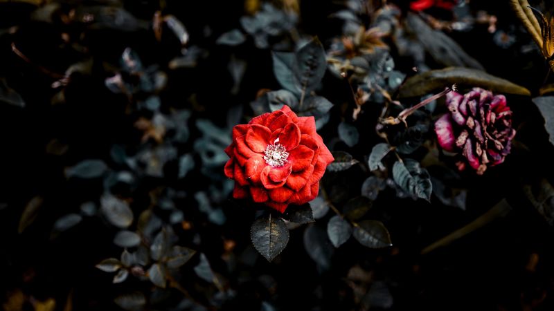 rose, red, bud, bush, garden, 4k