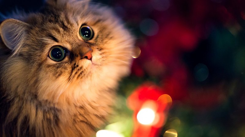 cute, cat, eyes, light