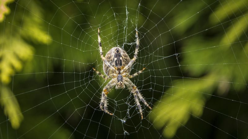 araneus diadematus, spider, web, european garden spider, 4k