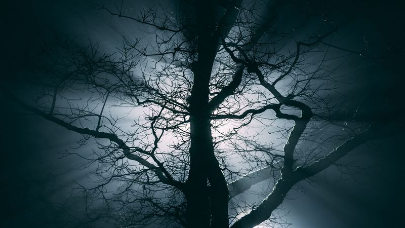 tree, fog, branches, night, 4k