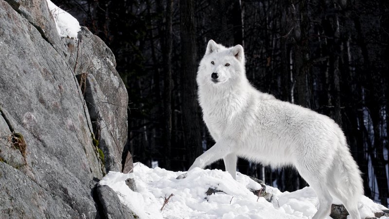 beautiful, white, wolves, animals