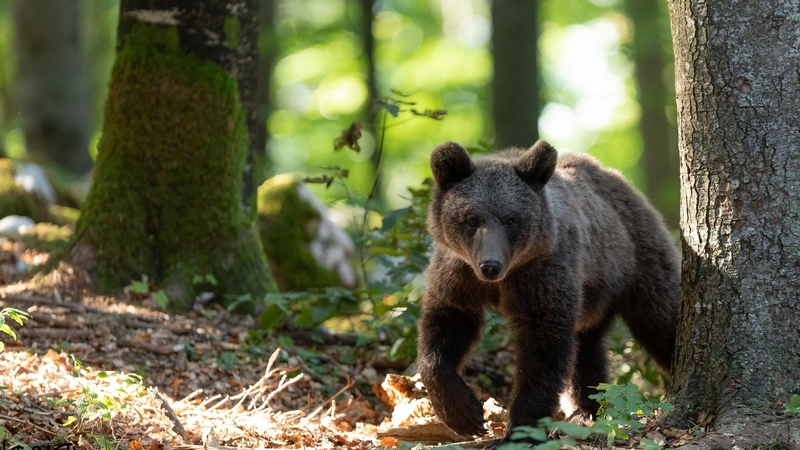 forest, bear, big, animal