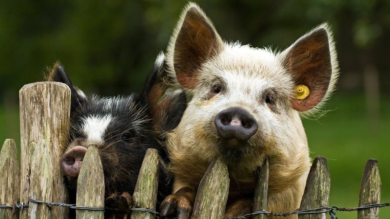 pigs, funny, animals, animal
