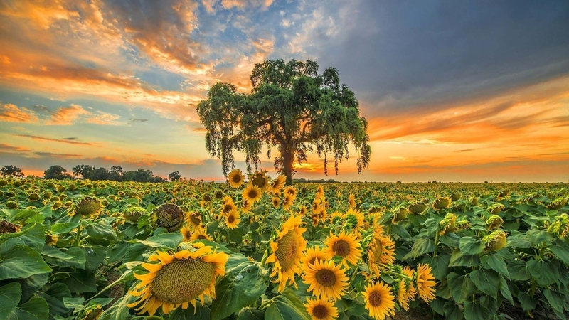 tree, sunflowers, summer, nature, clouds, sky