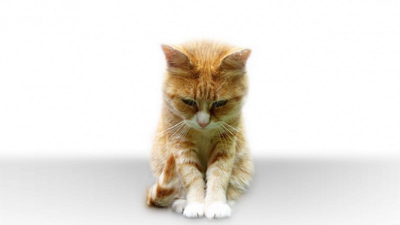 pet, cat, kitten, animal