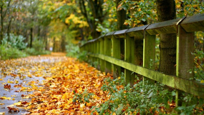 tree, naure, autumn, leaf