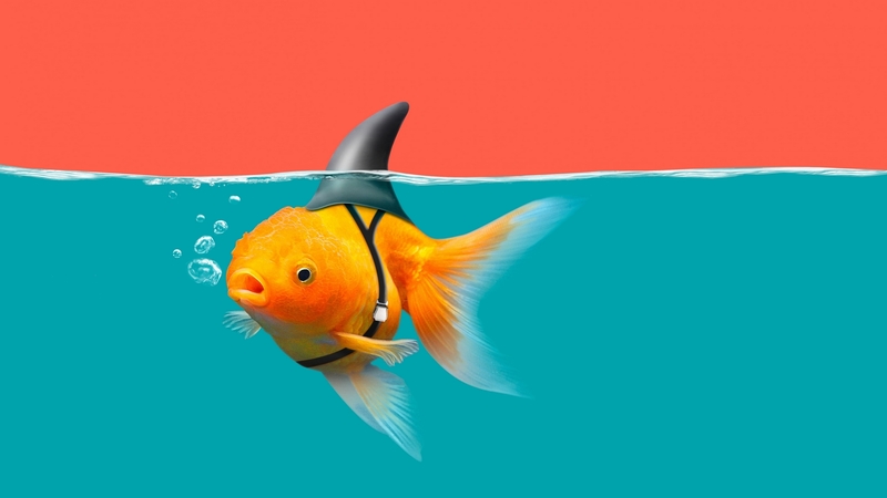 goldenfish, funny, blue, red, orange, fish, peste, creative, shark, fantasy, water, vara, summer