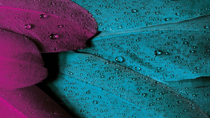 feather, water drops, texture, skin, pink, blue