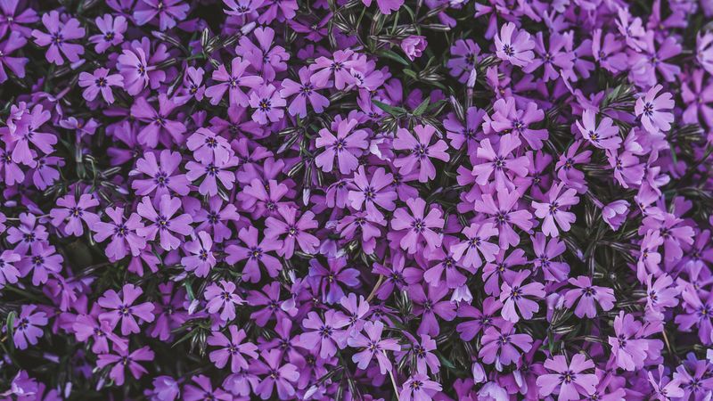 flowers, lilac, inflorescence, flowering, 4k