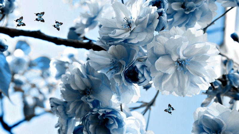 butterflies, flowers, blue, light