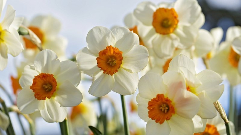 flowers, spring, white, daffodils